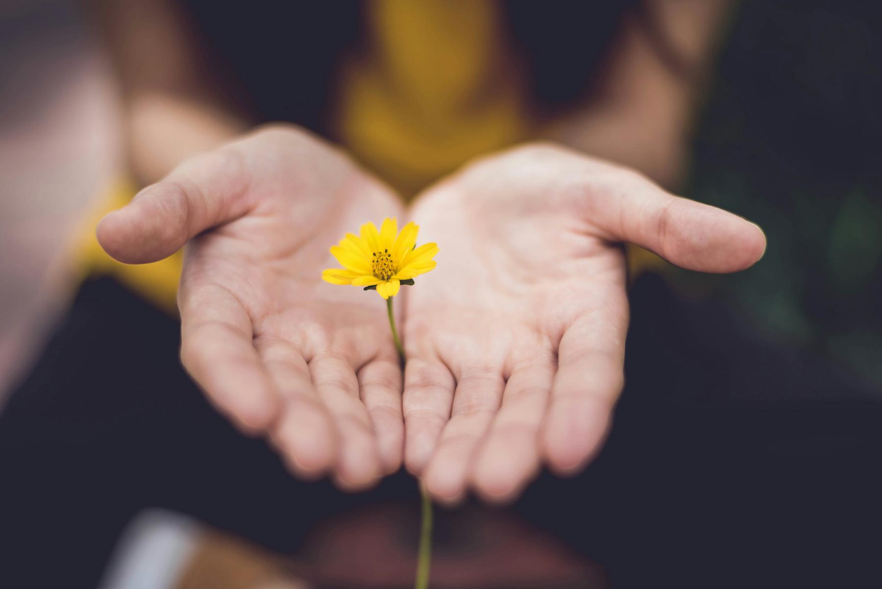 Hands gently cupping a small yellow flower, with a blurred background.